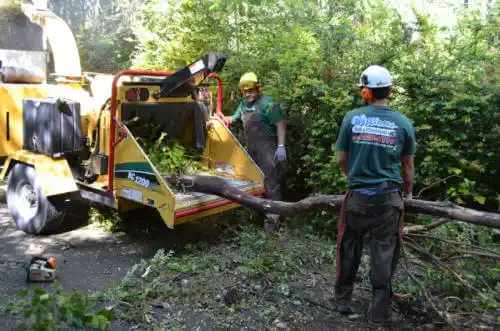 tree services Piney